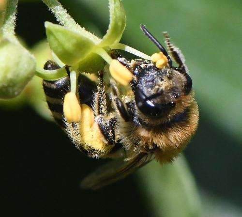 Réf. 241 226 : Colletes hederae